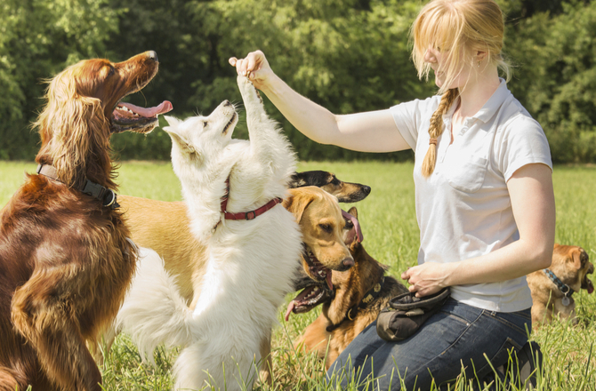 Basic-Dog-Commands-Training-a-Puppy