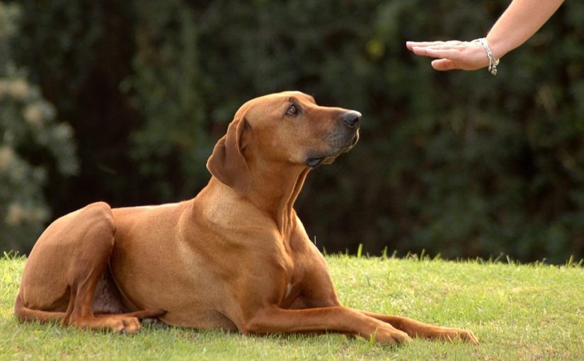 Why Train Your Dog?