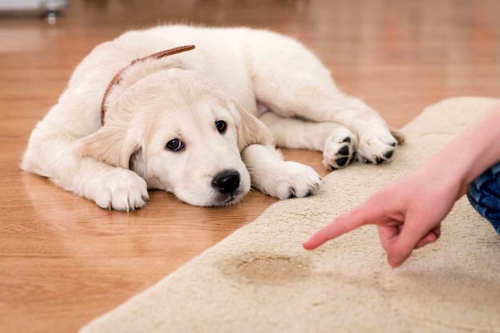 Choosing a Doggy Toilet