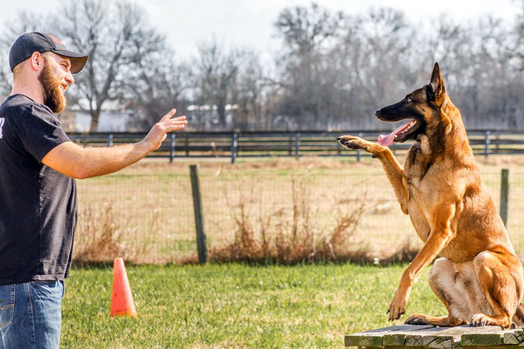 How Dogs Learn